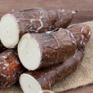 Manioc